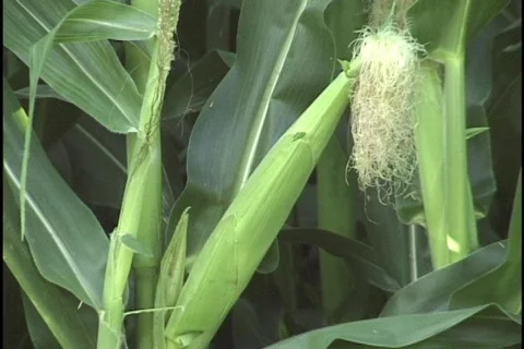 Corn Zooom Out Stock Footage 297261