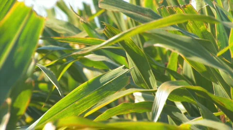 Corn1 Video stock 845421