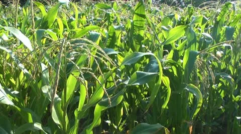 Corn1 Stock Footage 11402012
