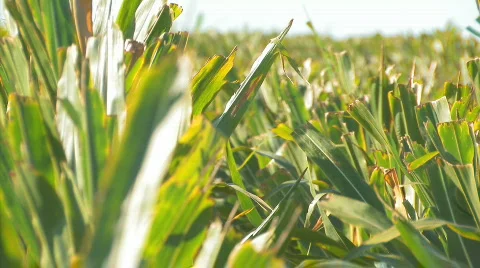 Corn2 Stock Footage