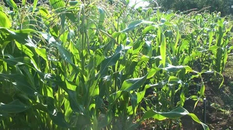 Corn2 Stock Footage 11401889