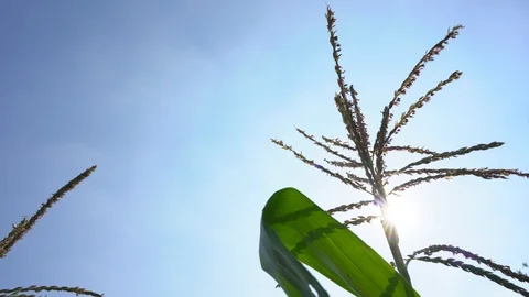 Corn2 Stock Footage 123920237