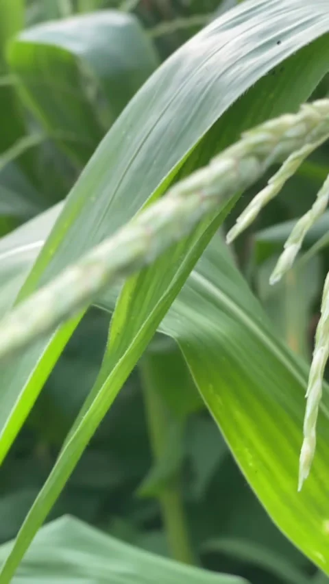 Corn2 Video stock 281305959