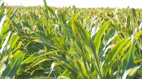 Corn3 Video stock 845481
