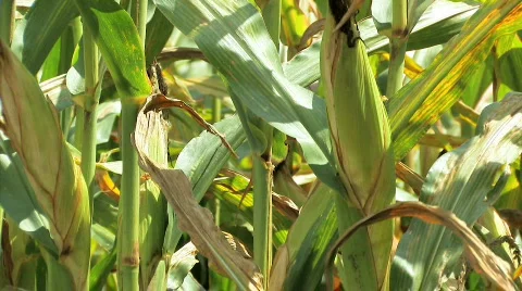 Corn4 Video stock 845508