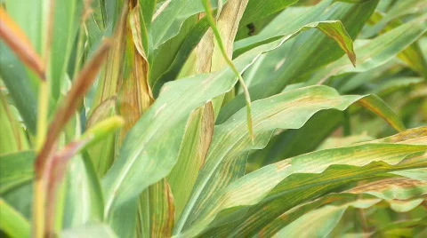 Corn5 Video stock 845526
