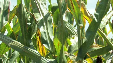 Corn6 Video stock 845557