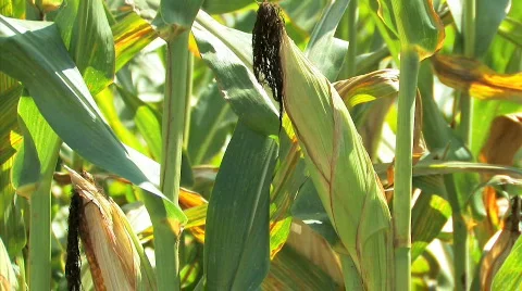 Corn7 Video stock 845994