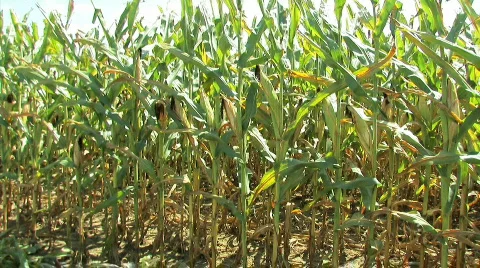 Corn9 Video stock 846022