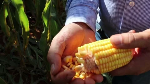 Corncob agronomist showing yellow corn seeds in his hand for sowing, agricu.. Stock Footage 270464891