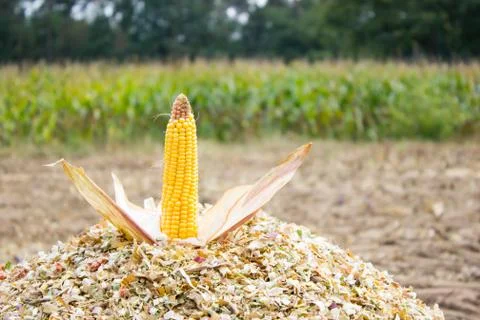 Corncob on chopped corn Stock Photos
