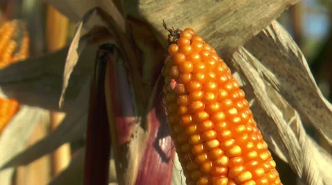 Corncob in corn (Maize) field extreme closeup Stock Footage 30583162