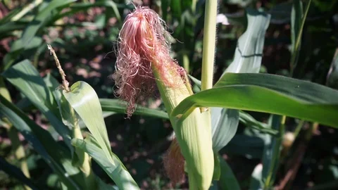 Corncob on the corn plant Stock Footage 115475403