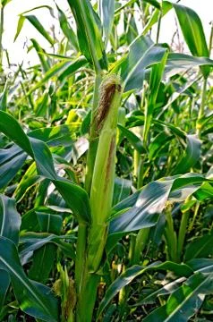 Corncob on a cornfield Stock Photos