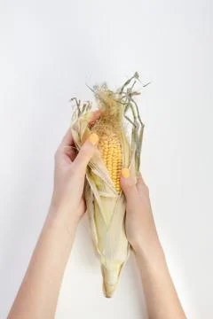 Corncob in female hands Stock Photos