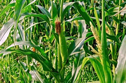 Corncob on the field with leaves Stock Photos