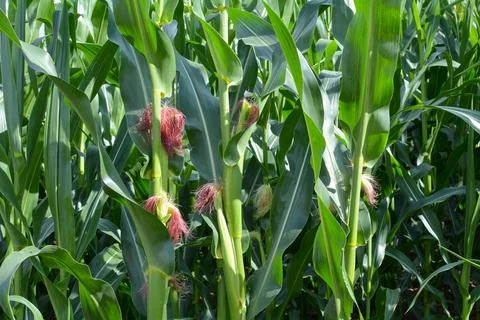 Corncob in a field Stock Photos