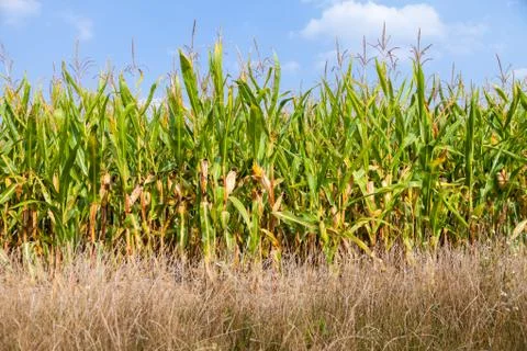 Corncob green in a corn field Stock Photos
