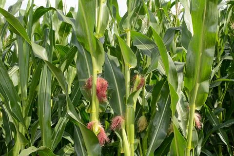 Corncob in a green field Stock Photos