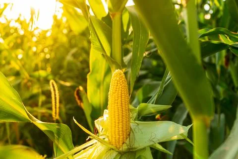 A corncob grows on a stalk. A ripe ear of corn grows in a field at sunset. Stock Photos