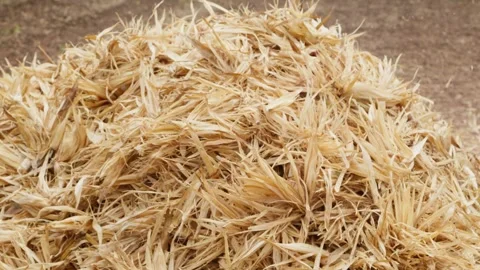 Corncob harvest by-product after corn is separated from the cob using an Stock Footage 325958891