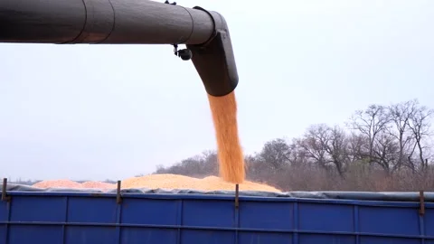 Corncob harvester, corn harvesting inside the cab of a combine, agriculture, tra Stock Footage 232612503