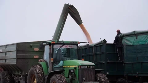 Corncob harvester, corn harvesting inside the cab of a combine, agriculture, tra Video stock 232612555