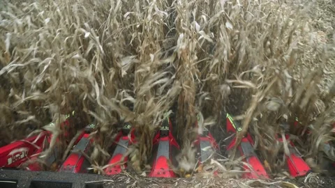 Corncob harvester machine, corn harvesting inside the cab of a combine Stock Footage 232612445
