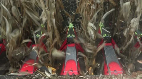 Corncob harvester machine, corn harvesting inside the cab of a combine Stock Footage 232612504