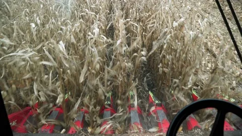 Corncob harvester machine, corn harvesting inside the cab of a combine Video stock 232612544