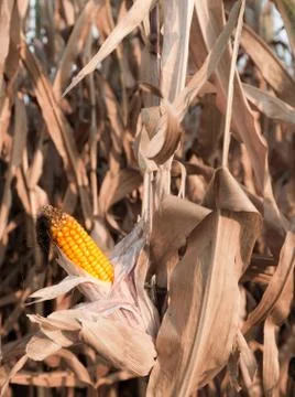 Corncob Stock Photos
