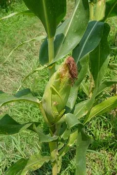 Corncob Stock Photos