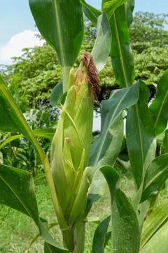 Corncob Stock Photos