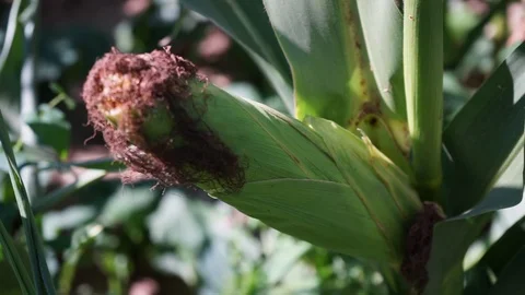 Corncob at the plant in the closeup Stock Footage 116602793