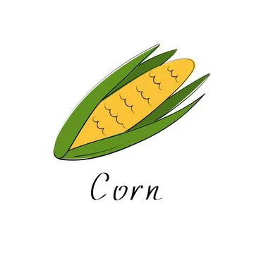 Corncob vector illustration. Corn sign in cartoon style. Logo isolated on white Stock Illustration