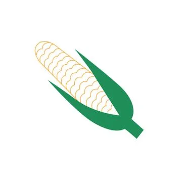 Corncob vector illustration isolated on white background Stock Illustration