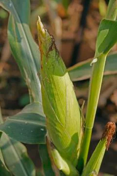 Corncob zea mays Stock Photos