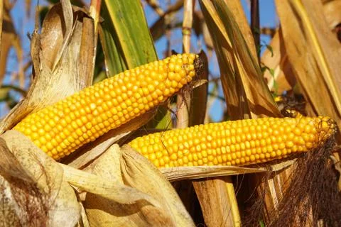 Corncob, Zea mays Stock-Fotos