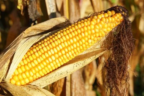 Corncob, Zea mays Stock Photos