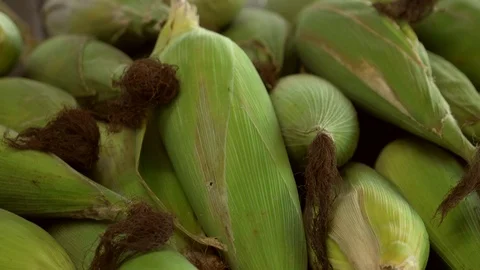 Corncobs 4K Stock Footage 119885765