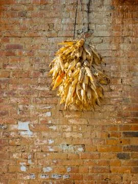 Corncobs drying Stock Photos