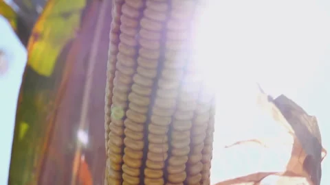 Corncobs in the field Stock Footage 300537480