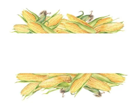 Corncobs or sweet maize cobs rectangular frame. Watercolor hand drawn sweet.. Ilustración de archivo