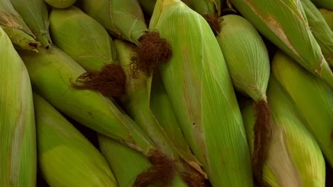 Corncobs Panning 4k Stock Footage 119884334