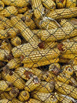 Corncobs 스톡 사진