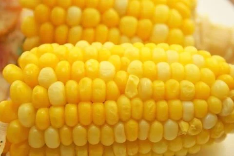 Corncobs Stock Photos