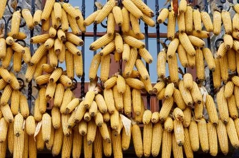 Corncobs Fotos de archivo
