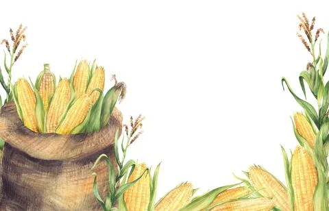Corncobs sack with harvested maize cobs, corn plant rectangular frame Stock Illustration