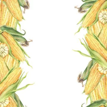 Corncobs seamless border frame. Watercolor corn illustration realistic Stock-Illustration