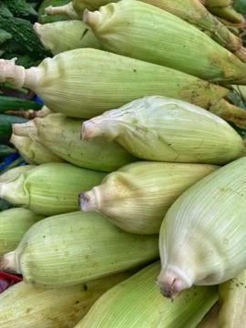 Corncobs stacked on top of each other on a street market Stock Photos